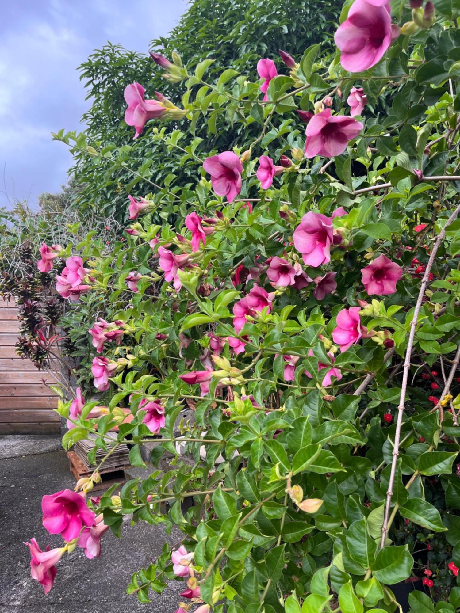Lakour Fleurie - Ex La Case Creole Sainte-Rose Exteriér fotografie
